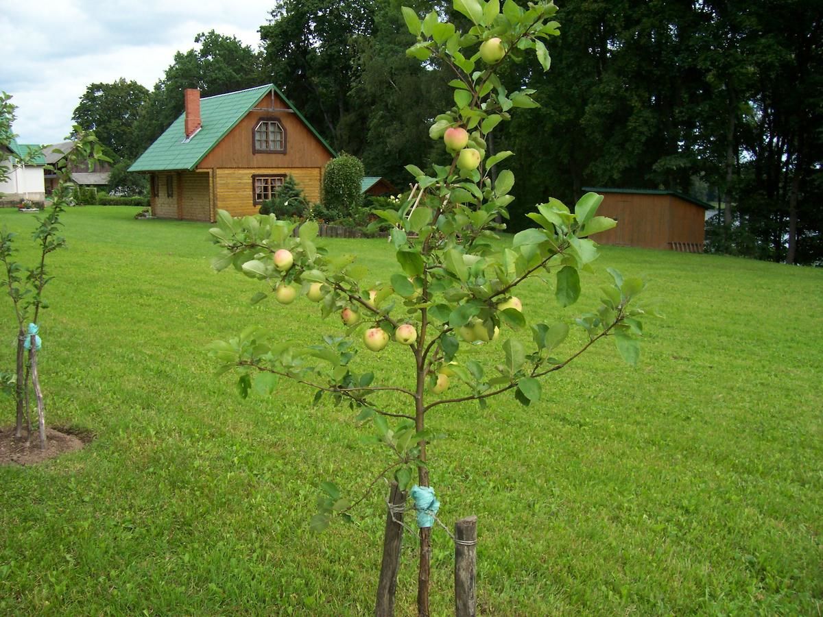 Дома для отпуска Holiday Home Dālderi Бирини-8