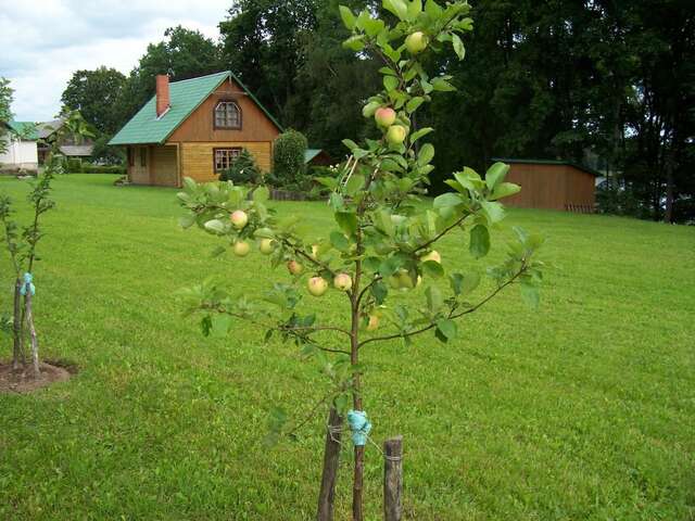 Дома для отпуска Holiday Home Dālderi Бирини-7